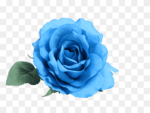 Rose Flower png Images-Blue Rose
