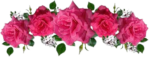 Rose flower png Images -Flower decoration