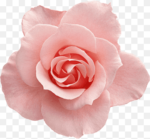 Rose flower png -pink beauty