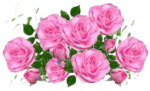 Rose Flower png Images -Pink roses