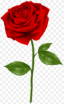Rose Flower png images single beauty 
