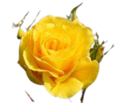 Rose Flower png Image 4