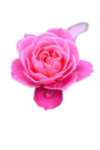 Pink Rose Flower png Image 5