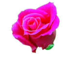 Rose Flower png Image 6