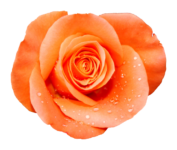 Rose Flower png Image 2
