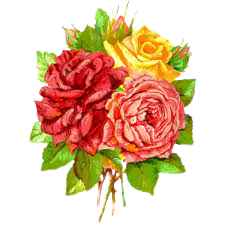 Rose Flower png Image 3