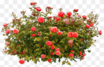 Rose Flower png Images Shrub 