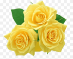 Rose Flower png Images-Three yellow princess