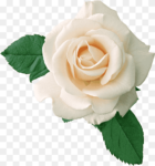 Rose Flower png images white beauty